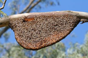 800px-Natural_Beehive_and_Honeycombs
