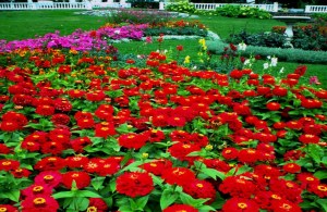 garden with full of flowers
