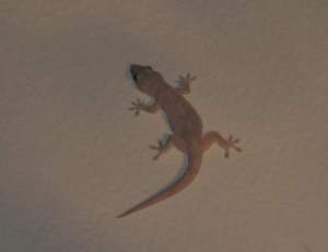 gecko