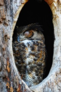 Owl_sleeping_in_tree