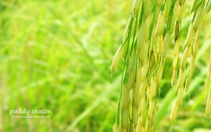 paddy_fields_by_xtremegraphix