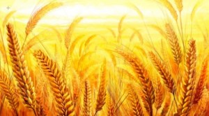 golden-wheat