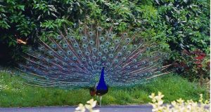 Indian peacock