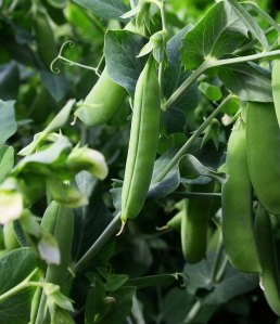 Pea Progress web ready