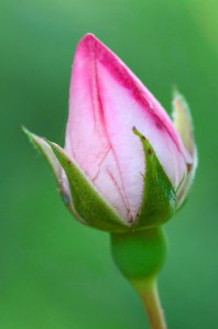 Rose_bud