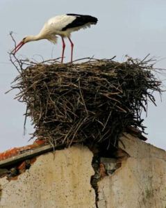 stork-nest-building