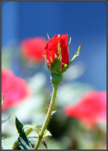 thorn