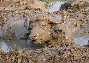 Mud_bath