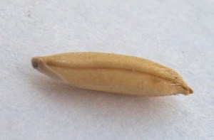 A_grain_paddy,_tamil