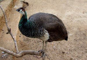 Peahen
