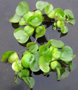 water-hyacinth