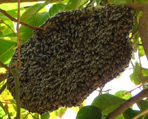 wild-beehive