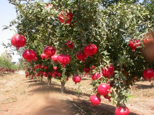Anar(Pomegranate)