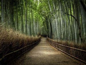 bamboo-forest-japan