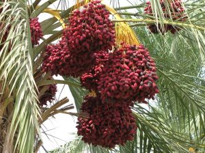 Date_palm