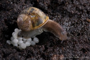 Garden Snail Laying Eggs