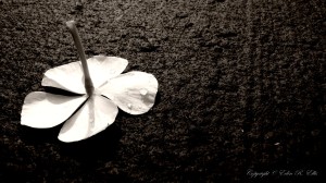 fallen-flower
