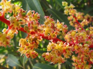 mango flower