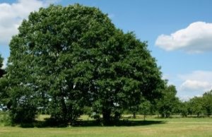 oak-tree-in-summer