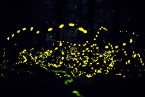 firefly