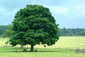 green-tree