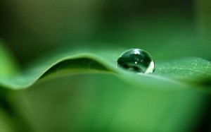 green_dew_drop-wide