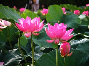 Lotus Flower
