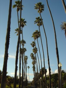 Palm_Trees