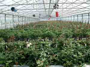 rose production, san remo, italy