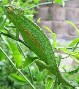 Bradypodion_pumilum_Cape_chameleon_female_IMG_1767_(cropped)