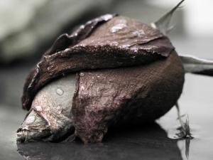 dead rose