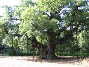 Oldest_tree_in_Sherwood_Forest_park