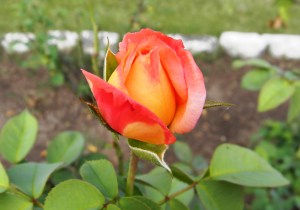 ???????????????????????????????