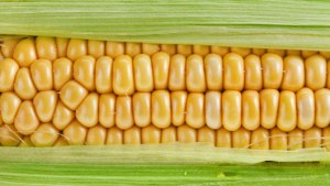 corn