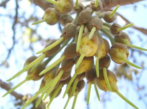 Mahua_Flowers_5