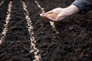 sowing-seeds