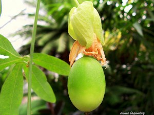 2715722384_0b32403aa1_z