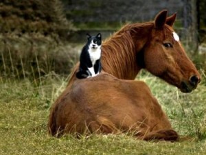 cat horse - Friendship of animal