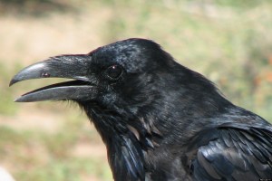 CROW