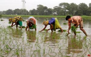 india-agriculture