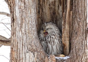yawning-owl-in-the-tree-hole