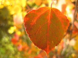 colorful-autumn-leaf