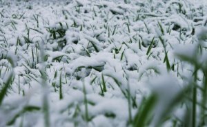 snow on green grass