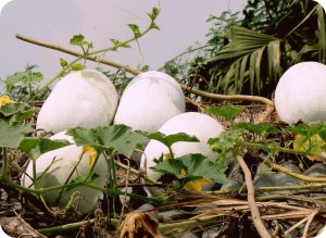 ashgourd