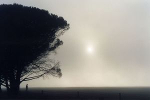 fog_sun_tree