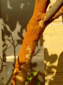 RUST TREE