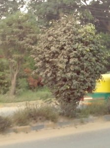 TREE NEAR ROAD
