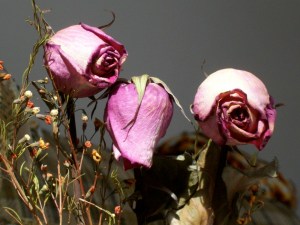 Dead-Flowers