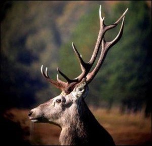 red_deer