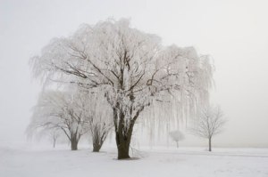 SlideshowWinterWillow